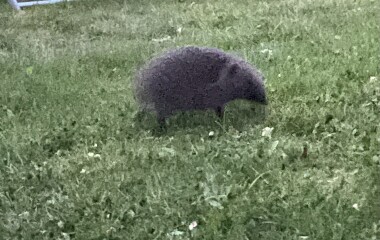 To ask you to please help hedgehogs and other wildlife prepare for winter