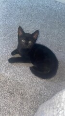 New kitten advice & recommendations