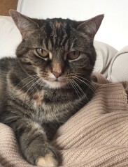 Just for the love of Tabby Cats- not enough tabby love