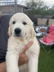 Puppy Survival Thread: Surviving into Summer 2022