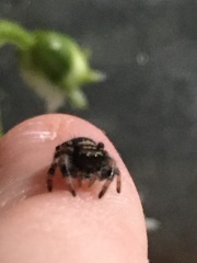 A spider thread upon request of Artemis the Jumping spider 