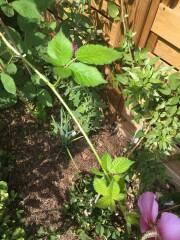 I think a rose might have popped up uninvited! How do I work out if its a climber or shrub?