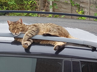 Thug cat part 4.  After all, it's not my Axminster.