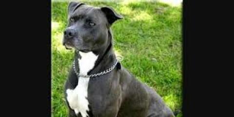 What sort of dog is this (pic)