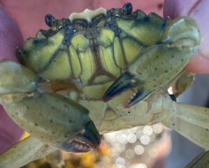 Summer savings support - be frugal 