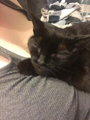 Happy international cat day!