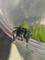 A spider thread upon request of Artemis the Jumping spider 