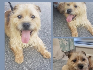 How to know if this rescue centre is genuine?