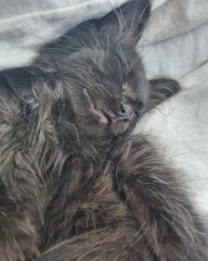 Blatant kitten spam 