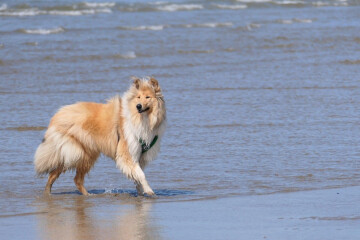 Dogs who love the beach