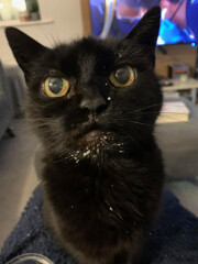 Can I make ice cream from shrews?