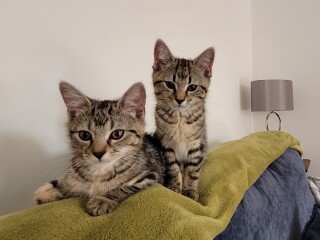 Just for the love of Tabby Cats- not enough tabby love