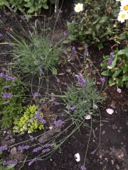 Garden newbie I have questions .