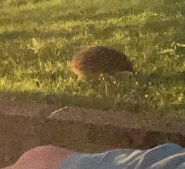 To ask you to please help hedgehogs and other wildlife prepare for winter