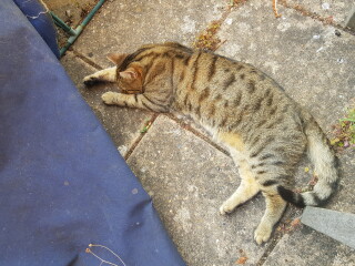 Thug cat part 4.  After all, it's not my Axminster.