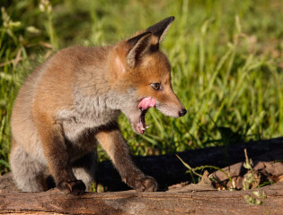 Foxes in garden  - good or bad?