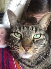 Just for the love of Tabby Cats- not enough tabby love