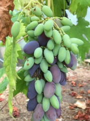 Grape vine 