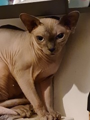Cats and central heating this winter