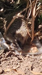 To ask you to please help hedgehogs and other wildlife prepare for winter