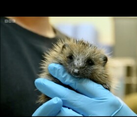 To ask you to please help hedgehogs and other wildlife prepare for winter