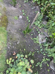 Bindweed has taken over my garden. HELP