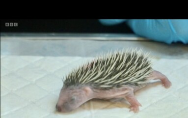 To ask you to please help hedgehogs and other wildlife prepare for winter