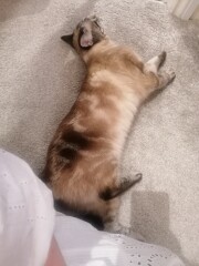 I've lost my sisters cat