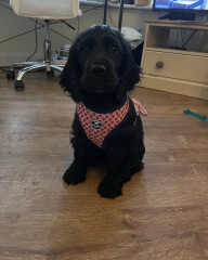 Puppy Survival Thread: Surviving into Summer 2022
