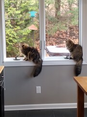Just for the love of Tabby Cats- not enough tabby love