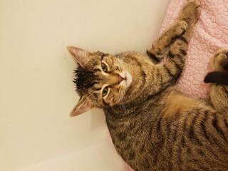 Just for the love of Tabby Cats- not enough tabby love