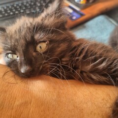 Blatant kitten spam 