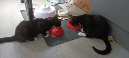 My kitten is fat...