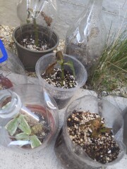 Newbie cuttings 