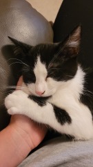 Guilt after getting new kitten (tw cat death)