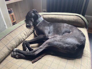 What is the best dog breed for my buddy?