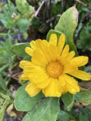 To create a whole garden from seeds? Save money on a blank slate