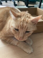 Sol passed away last night :(