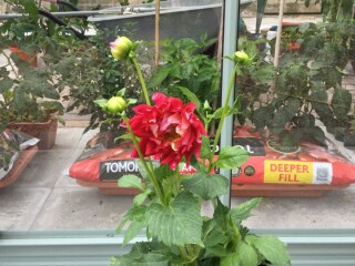 Who’s growing Dahlias this year