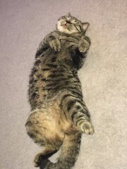Just for the love of Tabby Cats- not enough tabby love