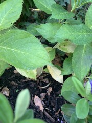 Hydrangea lower leaves turning yellow (photos) why?