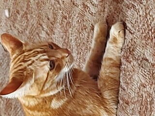 Just for the love of Tabby Cats- not enough tabby love