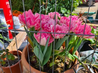 Where do you buy your spring bulbs?