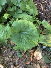 Plant ID please