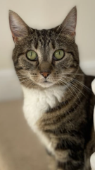 Just for the love of Tabby Cats- not enough tabby love