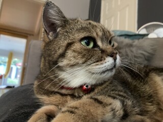 Just for the love of Tabby Cats- not enough tabby love