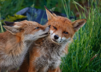 Foxes in garden  - good or bad?