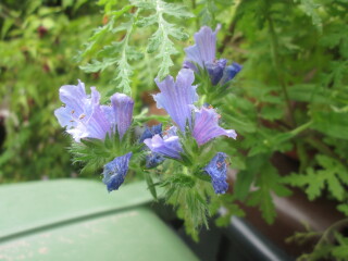 Plant id please