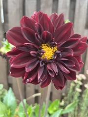 Who’s growing Dahlias this year