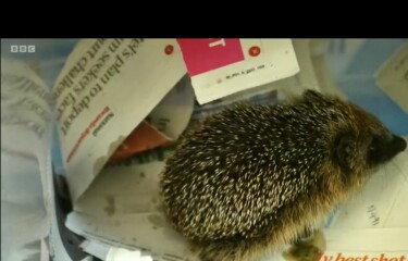 To ask you to please help hedgehogs and other wildlife prepare for winter